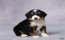Mini Bernedoodle dogs for sale: Alex - Image 4