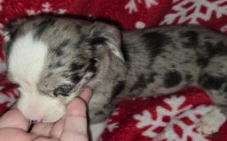 Chihuahua dogs for sale: Merle Boy 2 Blue eyes - Image 2