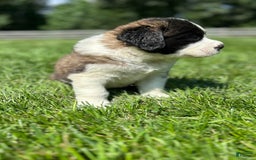 Saint Bernard dogs for sale: Bonnie - Image 3