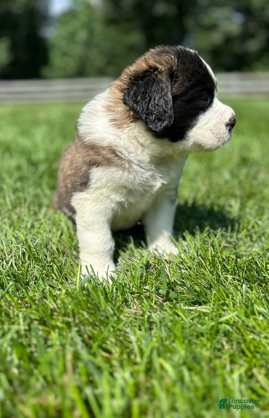 Saint Bernard dogs for sale: Bonnie - Image 3