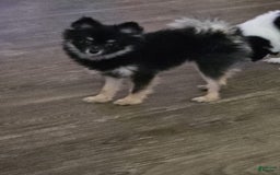 Pomeranian dogs for sale: SHELBY - Image 2