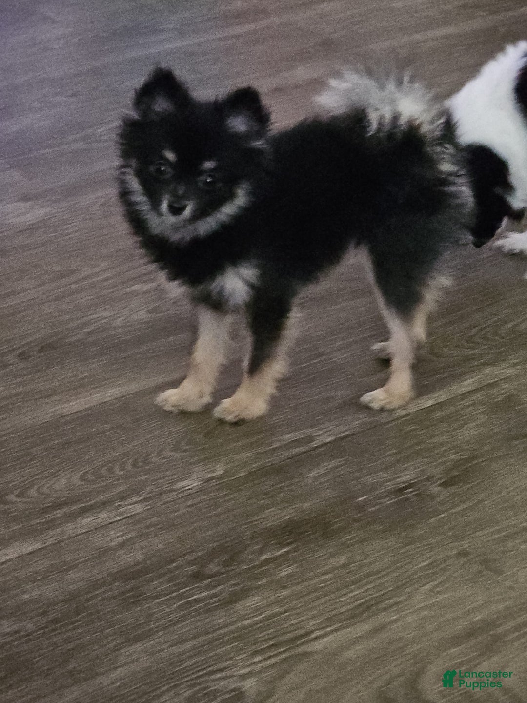 Pomeranian dogs for sale: SHELBY - Image 2