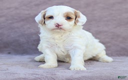 Goldendoodle dogs for sale: Odette - Image 11
