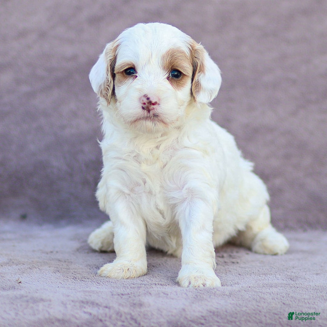 Goldendoodle dogs for sale: Odette - Image 11