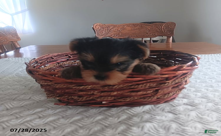 Yorkshire Terrier dogs for sale - Ad 1