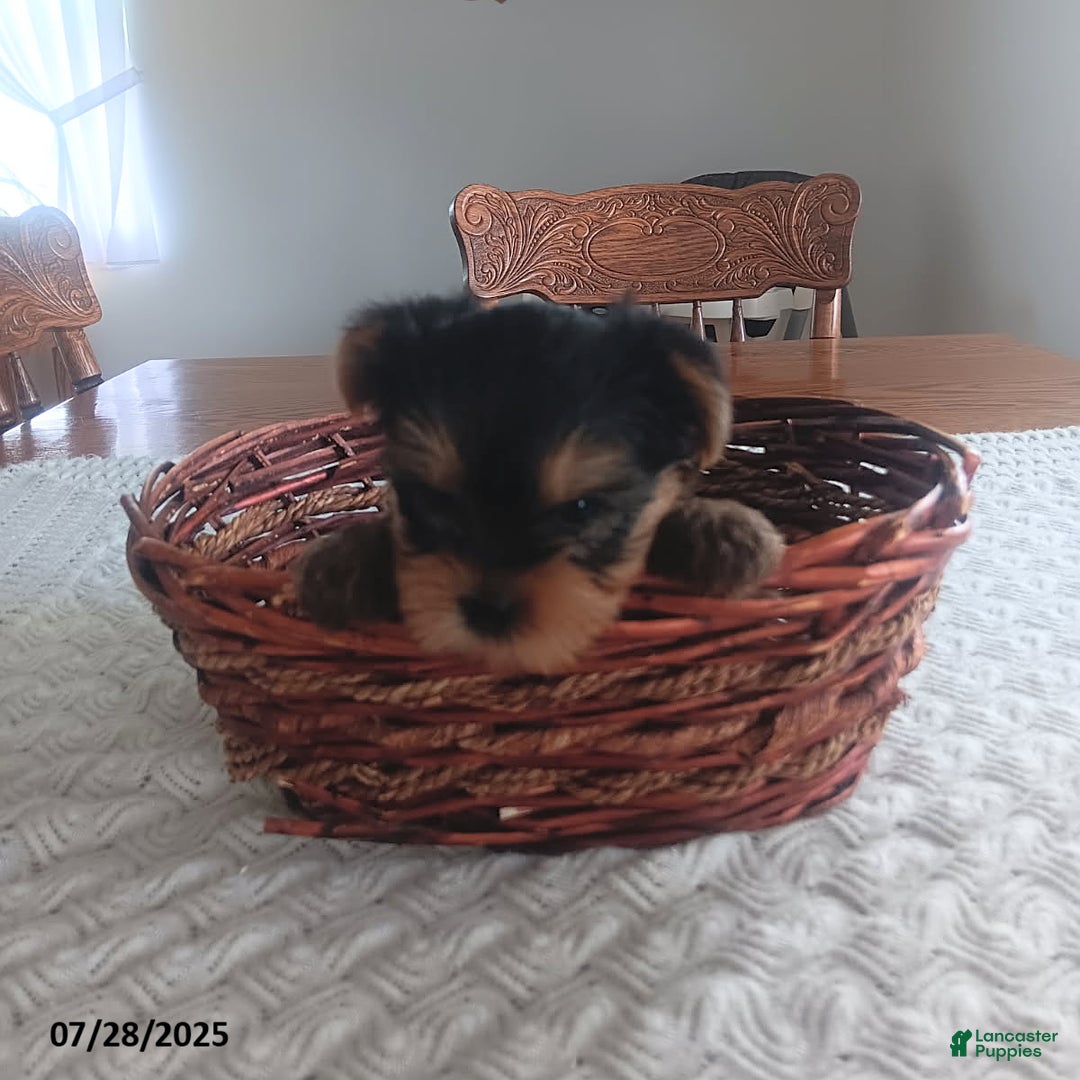Yorkshire Terrier dogs for sale: Ted - Image 1