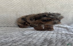 Mini Aussiedoodle dogs for sale: Holly - Image 8