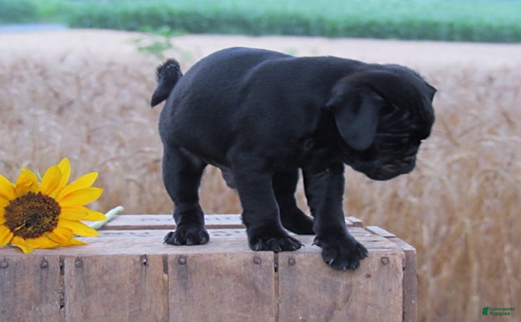 Pug dogs for sale - Ad 1