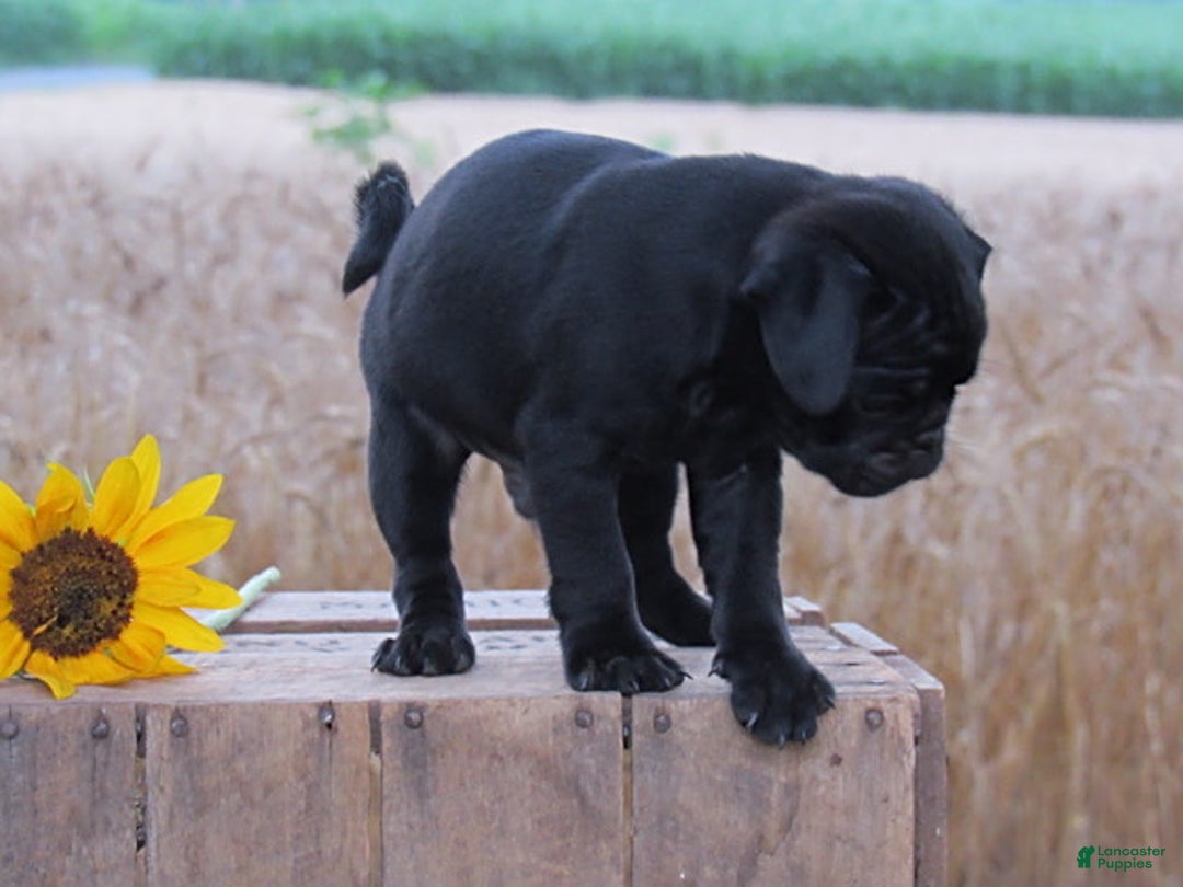 Pug dogs for sale: Ashur - Image 1