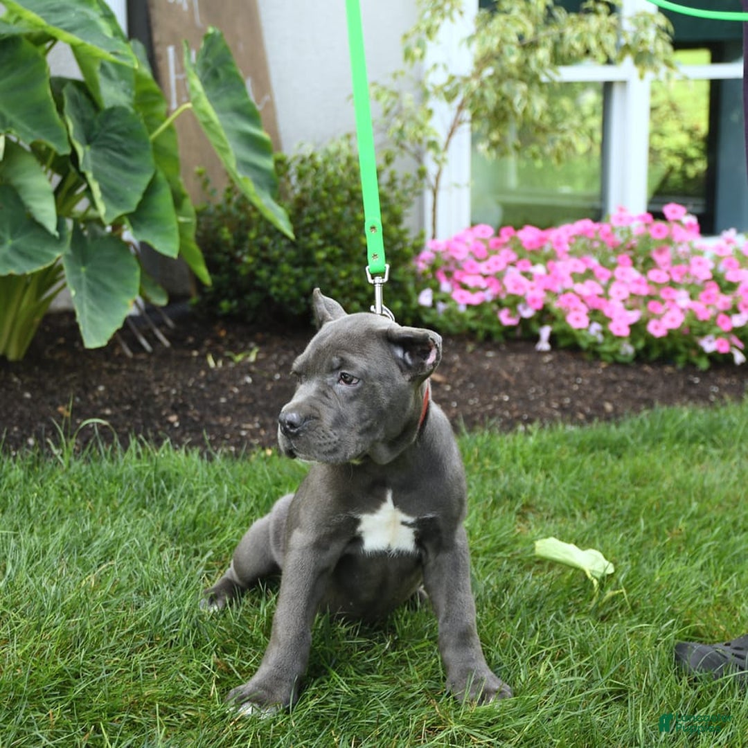 Cane Corso dogs for sale: Opal - Image 6