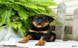 Rottweiler dogs for sale: Rottweiler 9 puppies - Image 16