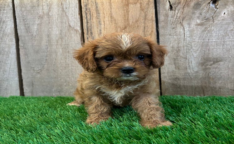 Cavapoo dogs for sale - Ad 1