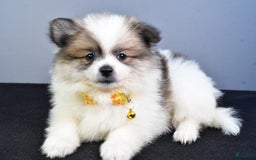 Pomeranian dogs for sale: Pomeranian 5 puppies - Image 25