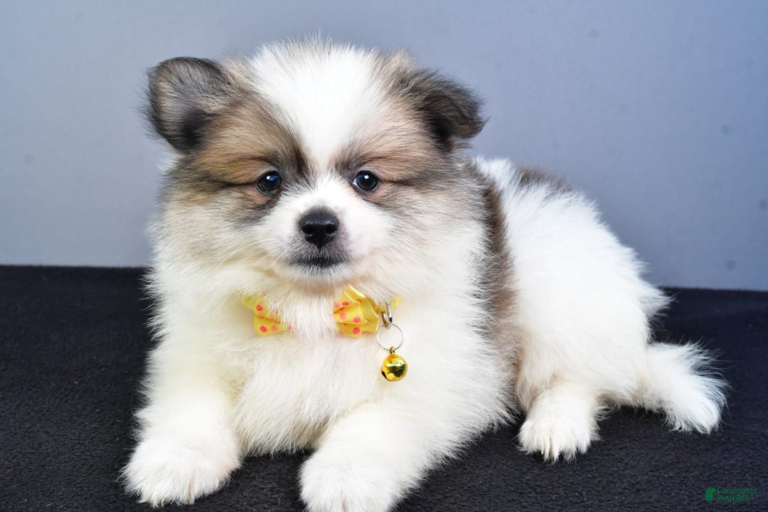 Pomeranian dogs for sale: Pomeranian 5 puppies - Image 25