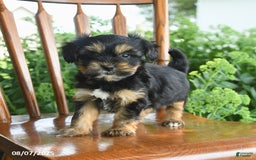 Teddy Bear dogs for sale: Zendaya - Image 5