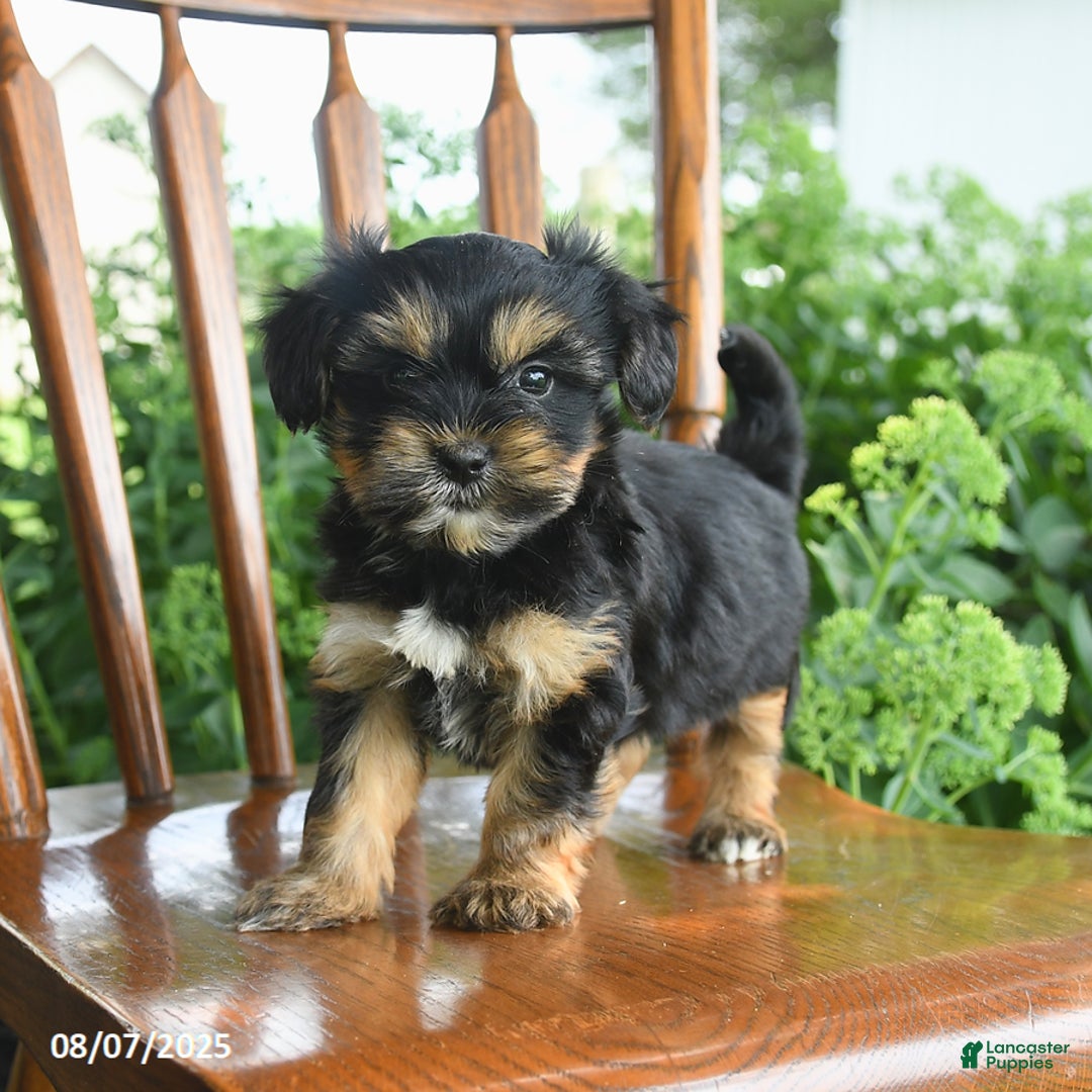 Teddy Bear dogs for sale: Zendaya - Image 5