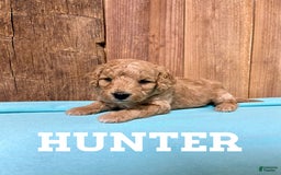 Mini Goldendoodle dogs for sale: Hunter - Image 3