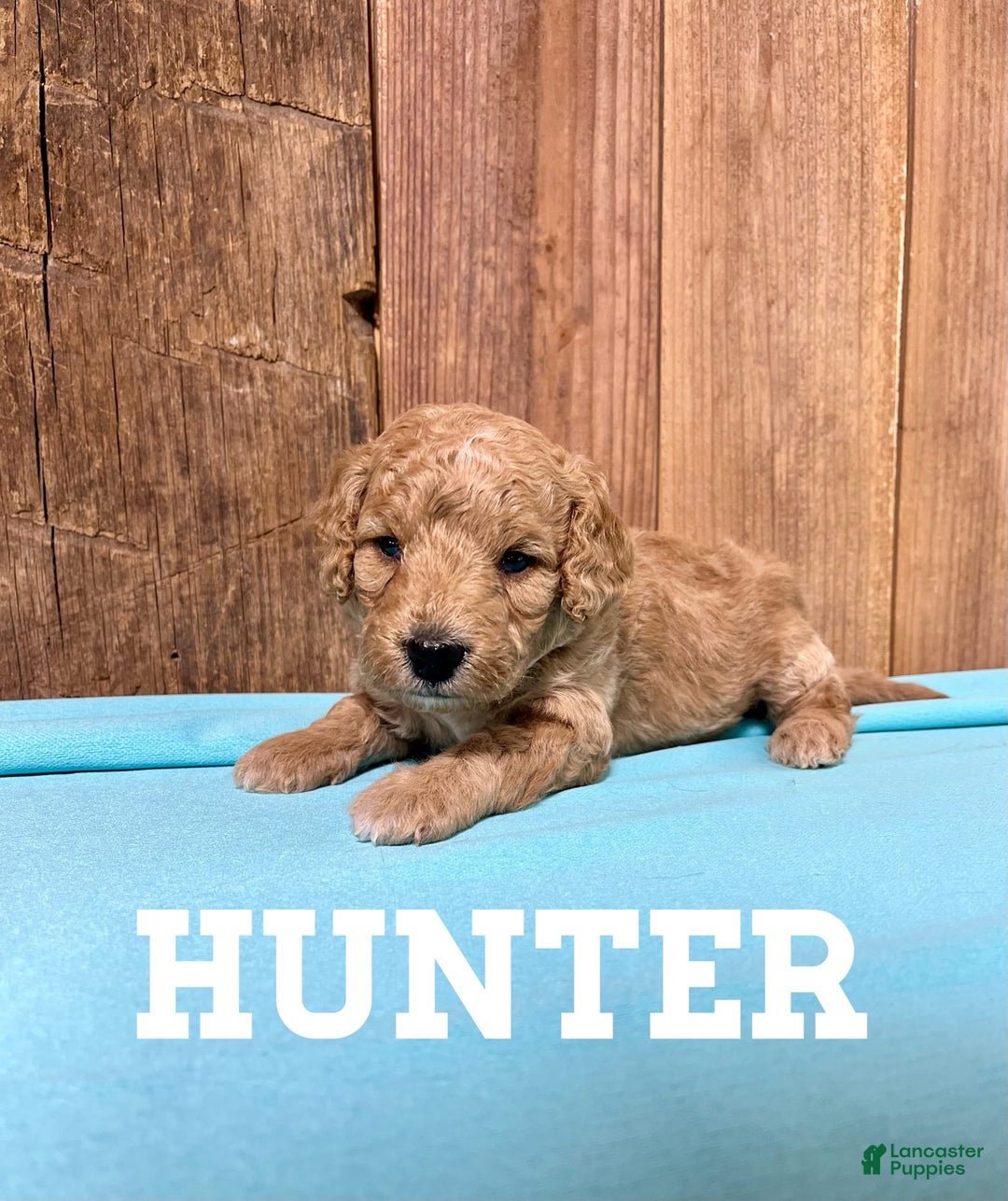 Mini Goldendoodle dogs for sale: Hunter - Image 3