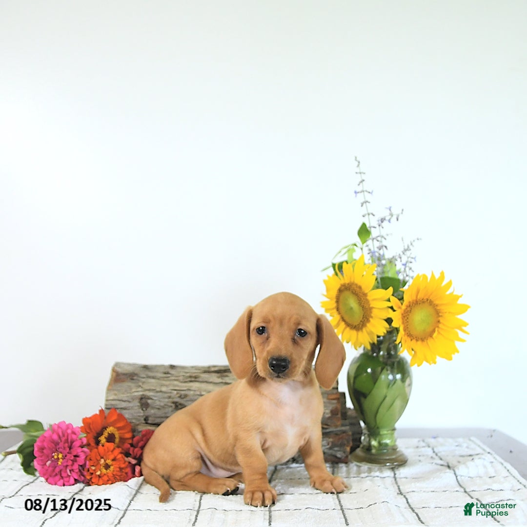 Miniature Dachshund dogs for sale: Miniature Dachshund 5 puppies - Image 12