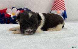 Miniature Schnauzer dogs for sale: Fancy Female 2 Akc Liver Parti - Image 9