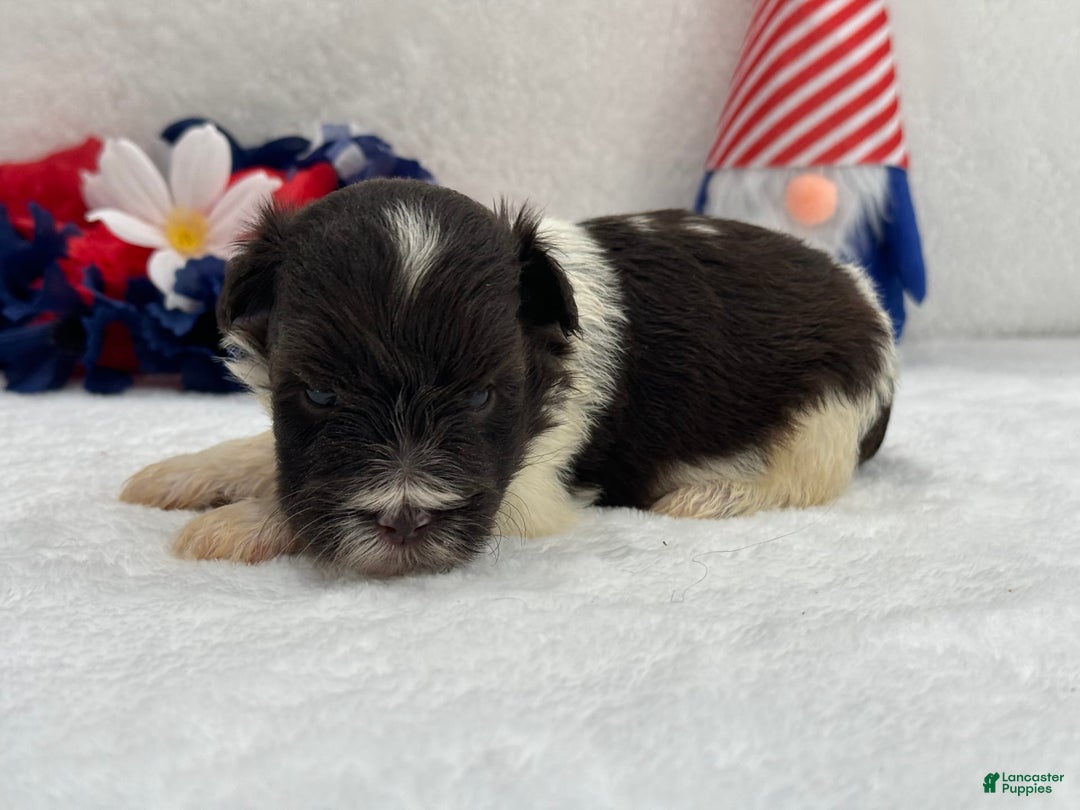 Miniature Schnauzer dogs for sale: Fancy Female 2 Akc Liver Parti - Image 9
