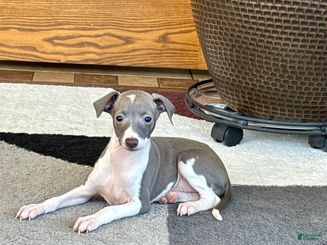 Italian Greyhound dogs for sale: KK - Image 4
