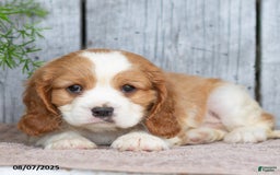 Cavalier King Charles Spaniel dogs for sale: Tyrone - Image 6