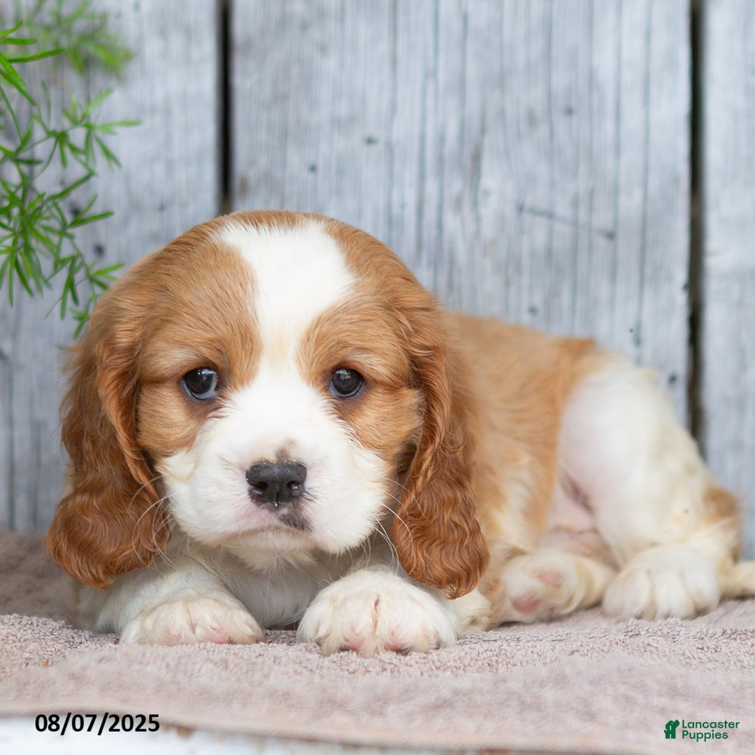 Cavalier King Charles Spaniel dogs for sale: Tyrone - Image 6