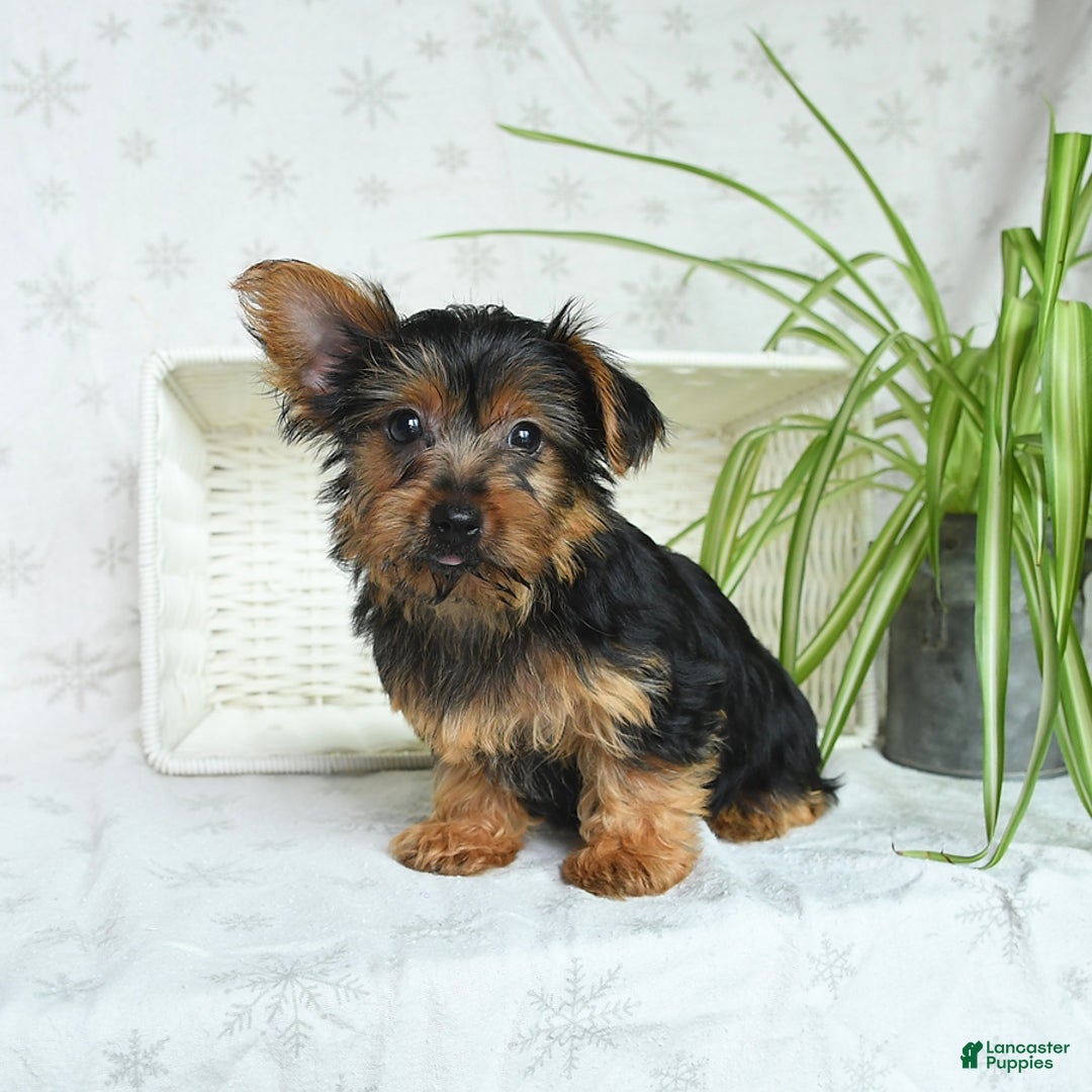 Yorkshire Terrier dogs for sale: Yorkshire Terrier 4 puppies - Image 5