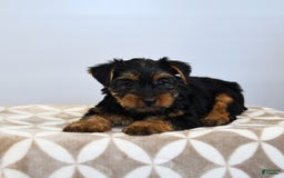 Yorkshire Terrier dogs for sale: Klara - Image 2
