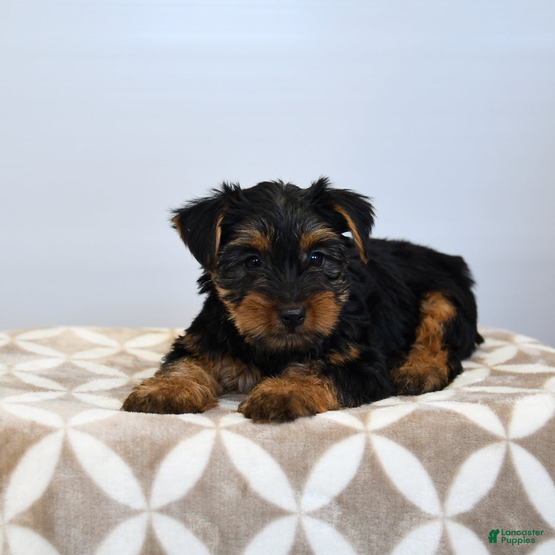 Yorkshire Terrier dogs for sale: Klara - Image 2
