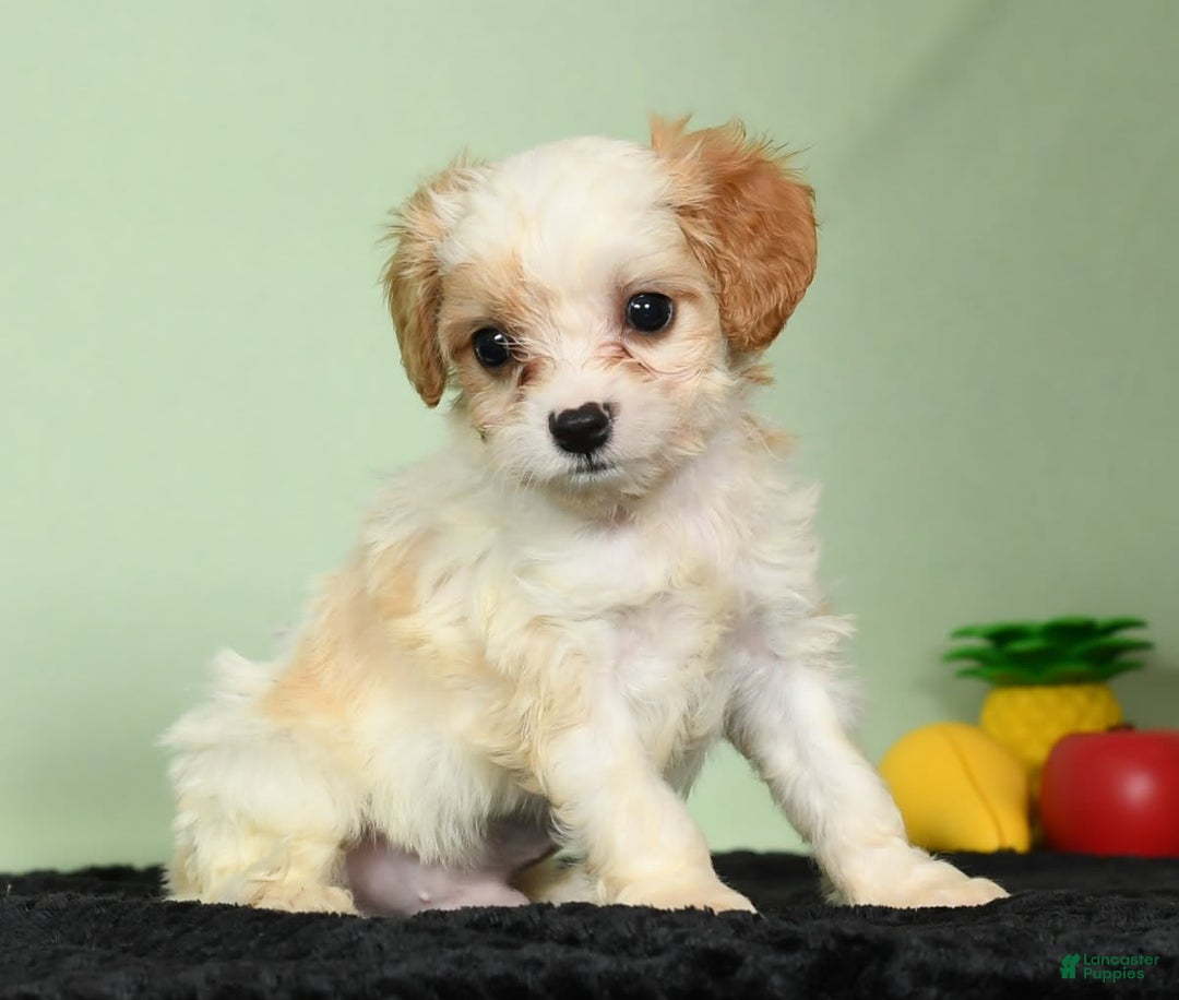 Cavachon dogs for sale: Marshmallow - Image 9