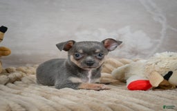Chihuahua dogs for sale: Sally - Image 10