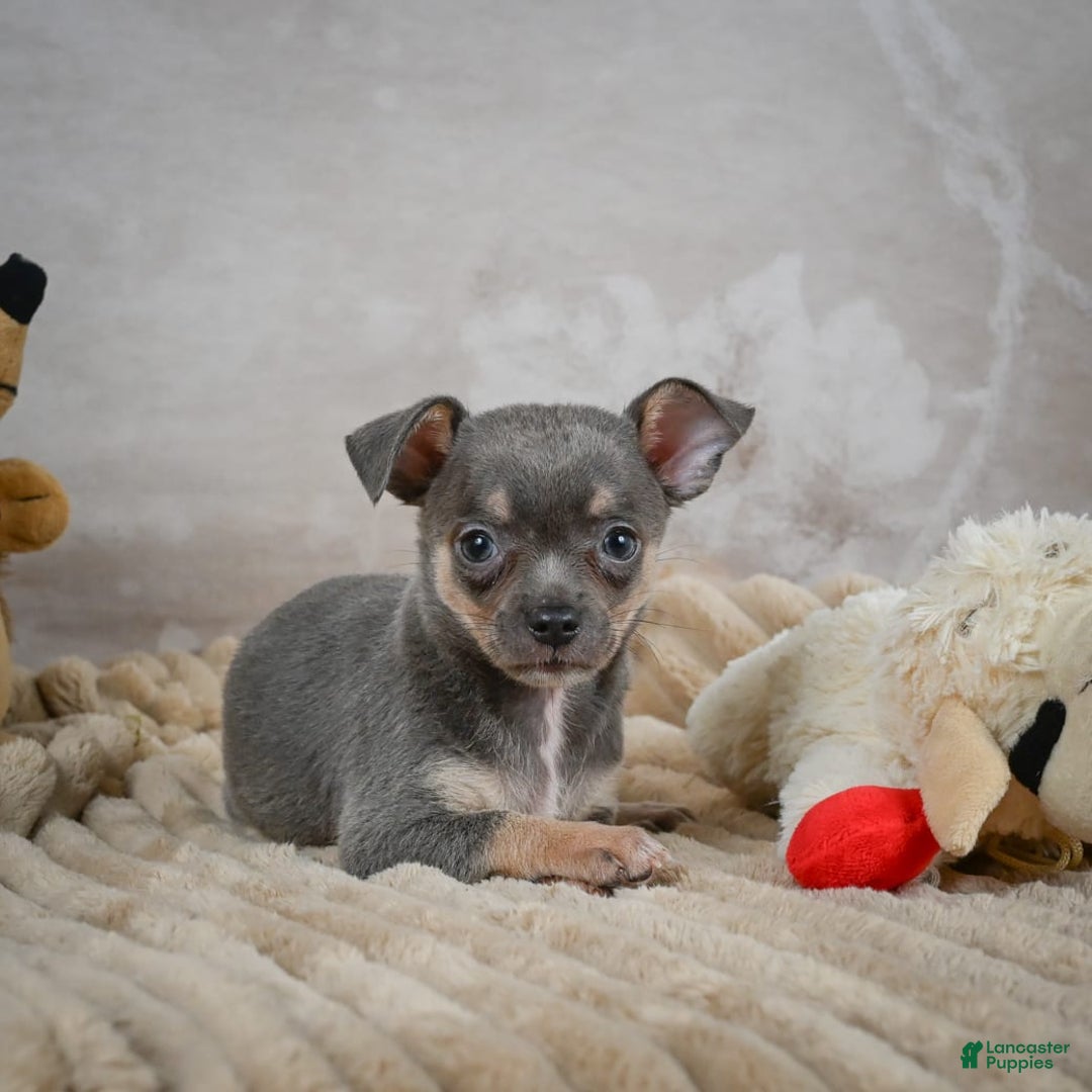 Chihuahua dogs for sale: Sally - Image 10