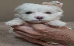 Maltese dogs for sale: Empress - Image 7