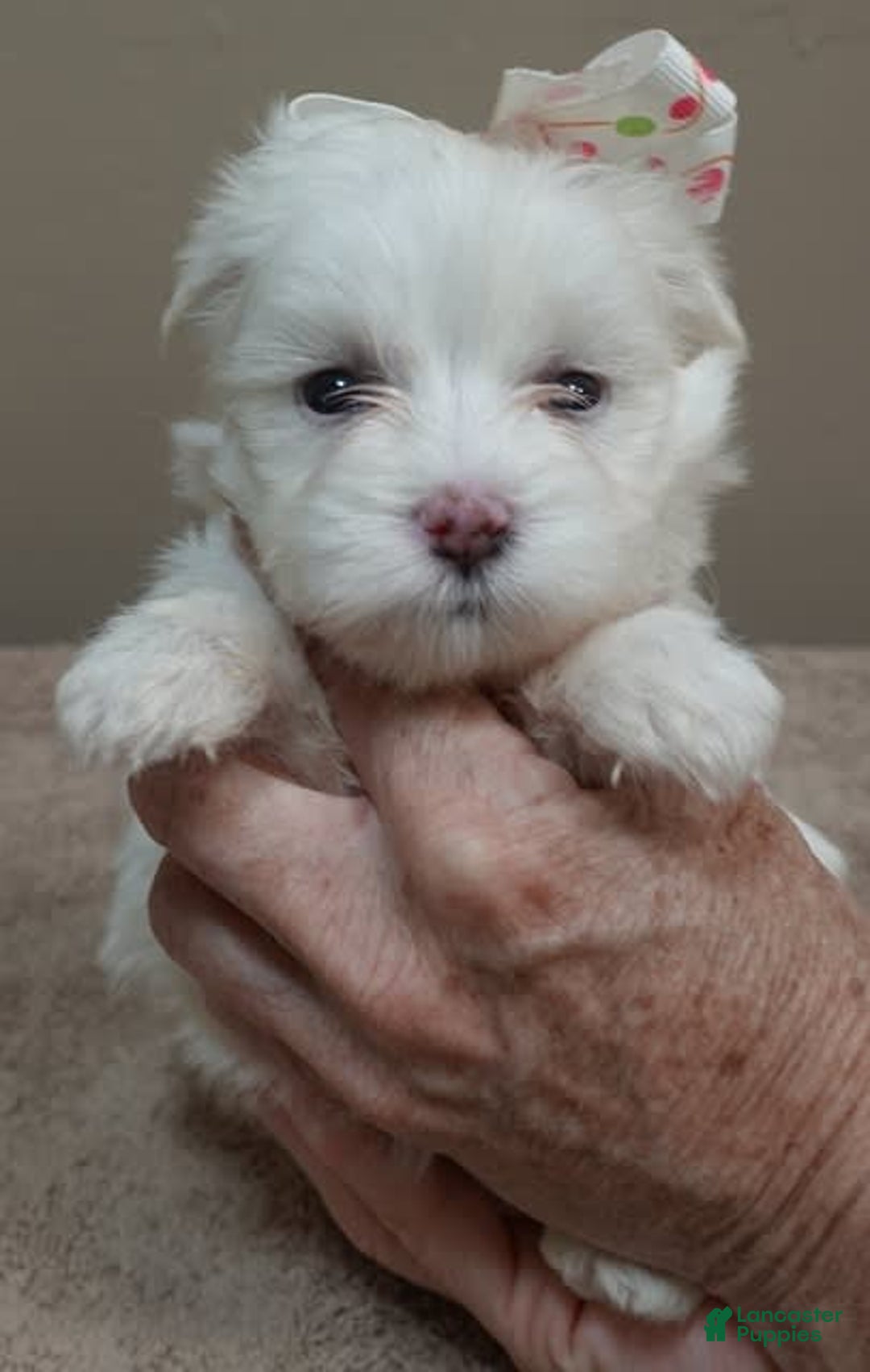 Maltese dogs for sale: Empress - Image 7