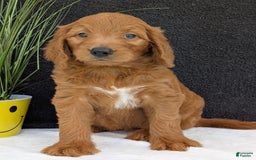 Goldendoodle dogs for sale: Emmie - Image 7
