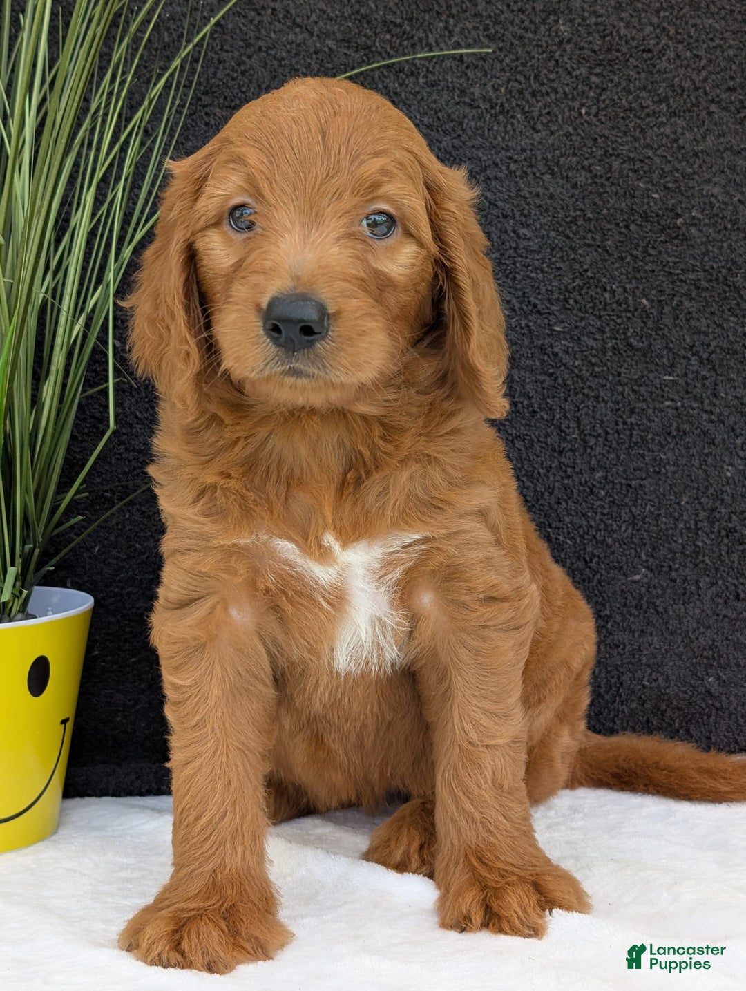 Goldendoodle dogs for sale: Emmie - Image 7
