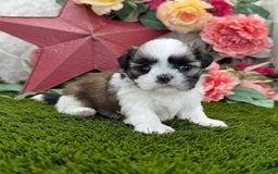 Shih Tzu dogs for sale: Queen - Image 1