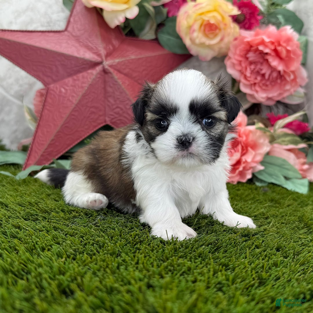Shih Tzu dogs for sale: Queen - Image 1
