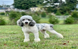 Bernedoodle dogs for sale: Dustin - Image 11