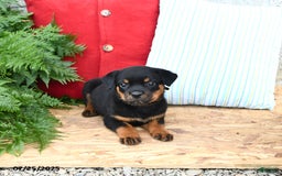 Rottweiler dogs for sale: Roxanne - Image 2