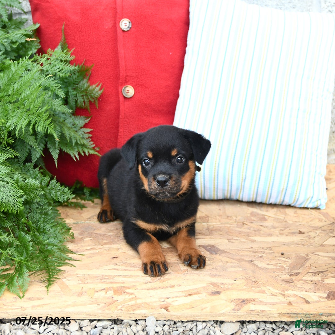 Rottweiler dogs for sale: Roxanne - Image 2