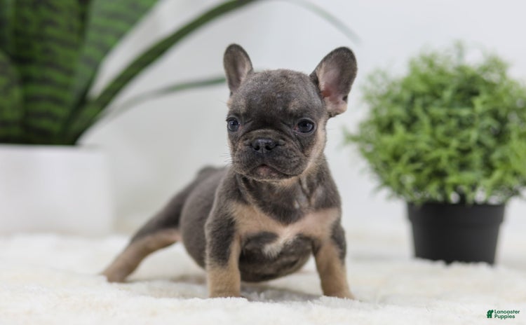 French Bulldog dogs for sale - Ad 2