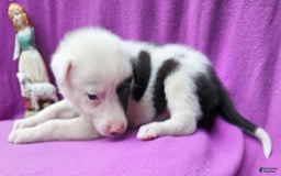 Border Collie dogs for sale: Bambi - Image 16