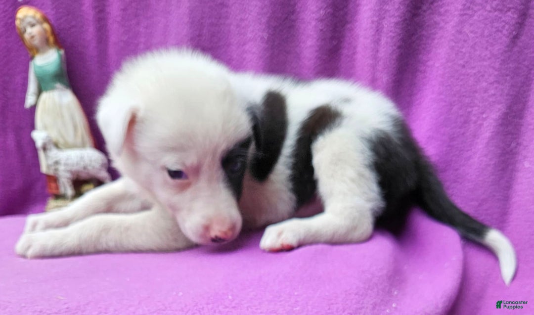 Border Collie dogs for sale: Bambi - Image 16