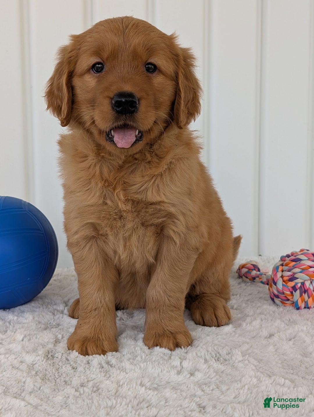 Golden Retriever dogs for sale: Daisy - Image 8