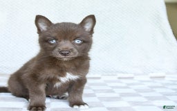 Pomsky dogs for sale: Buddy - Image 3