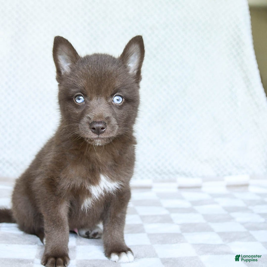 Pomsky dogs for sale: Buddy - Image 3