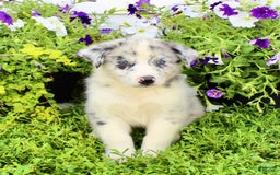 Australian Shepherd dogs for sale: Rex - Image 5